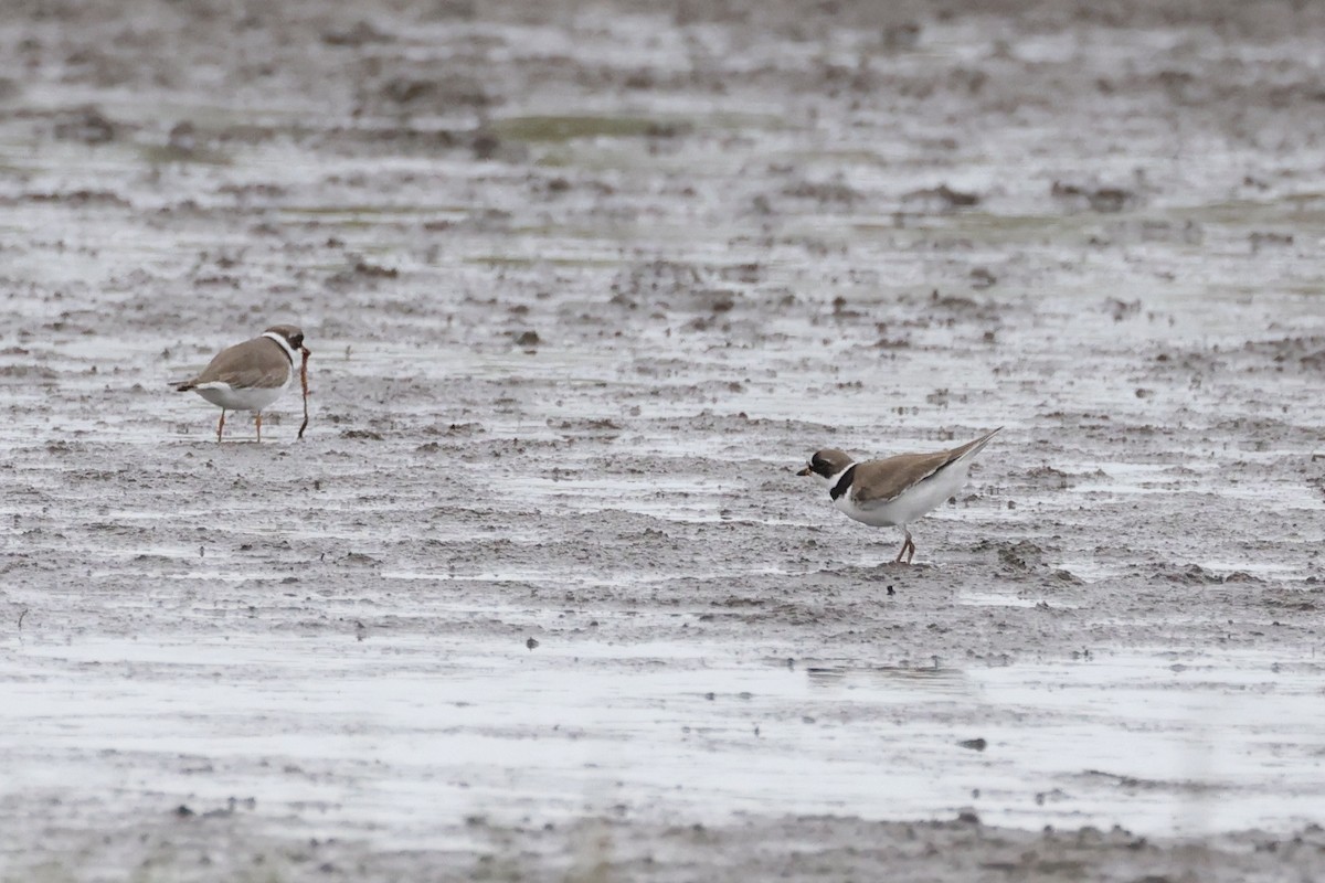 Semipalmated Plover - ML618073837