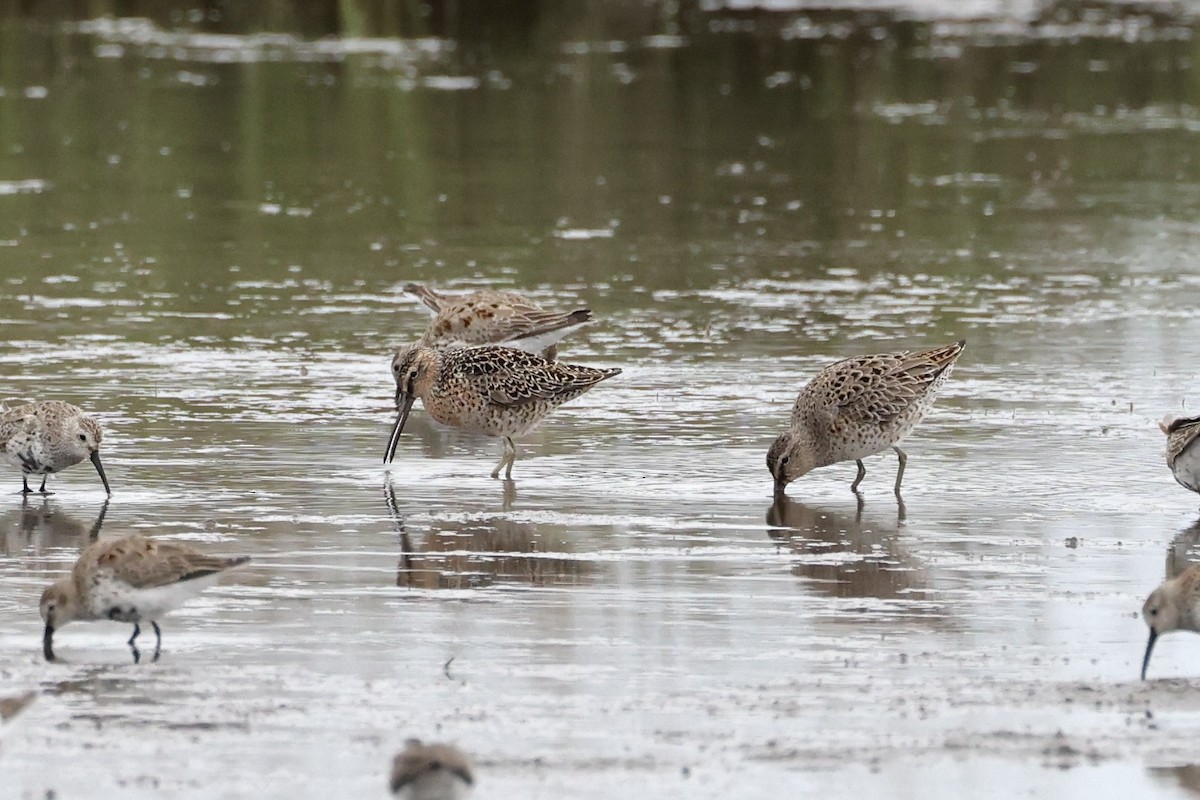 Short-billed Dowitcher - Anonymous