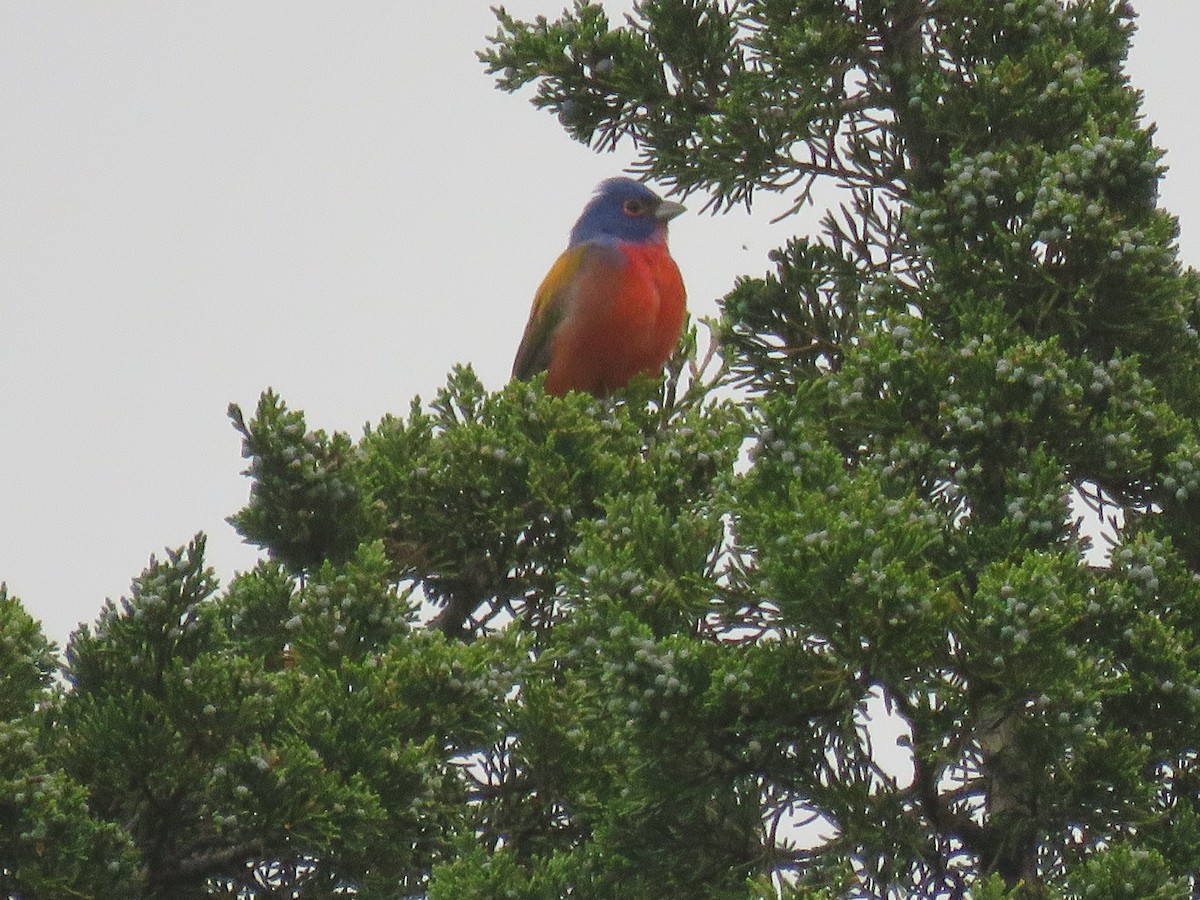 Painted Bunting - ML618073859