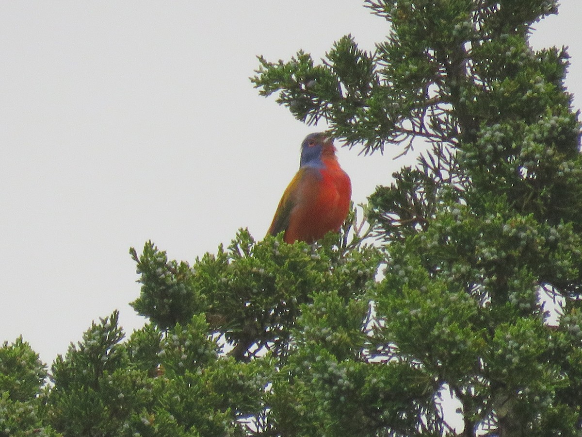 Painted Bunting - ML618073860