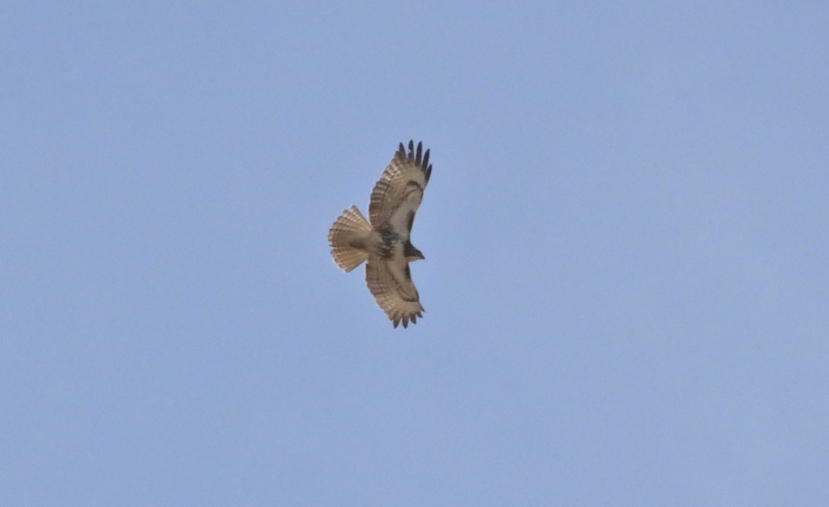 Red-tailed Hawk - ML618073921