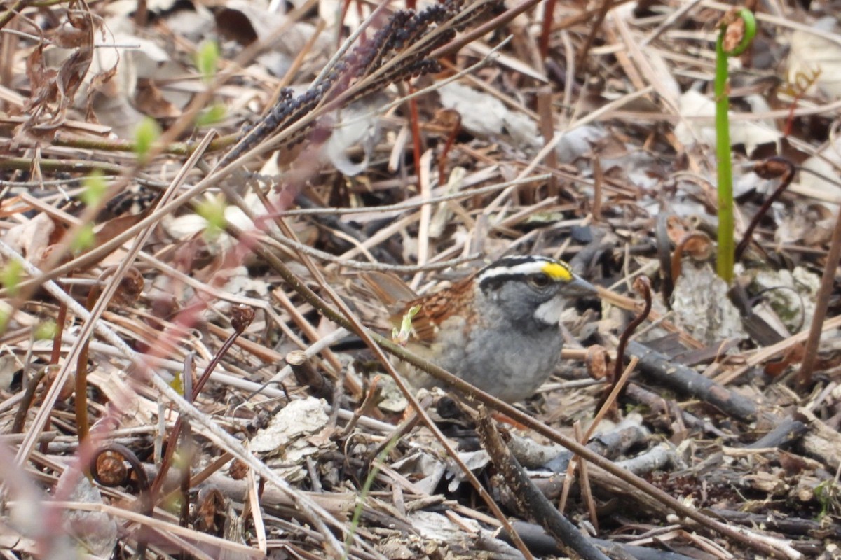 White-throated Sparrow - ML618073949