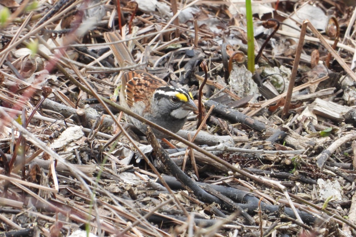 White-throated Sparrow - ML618073950