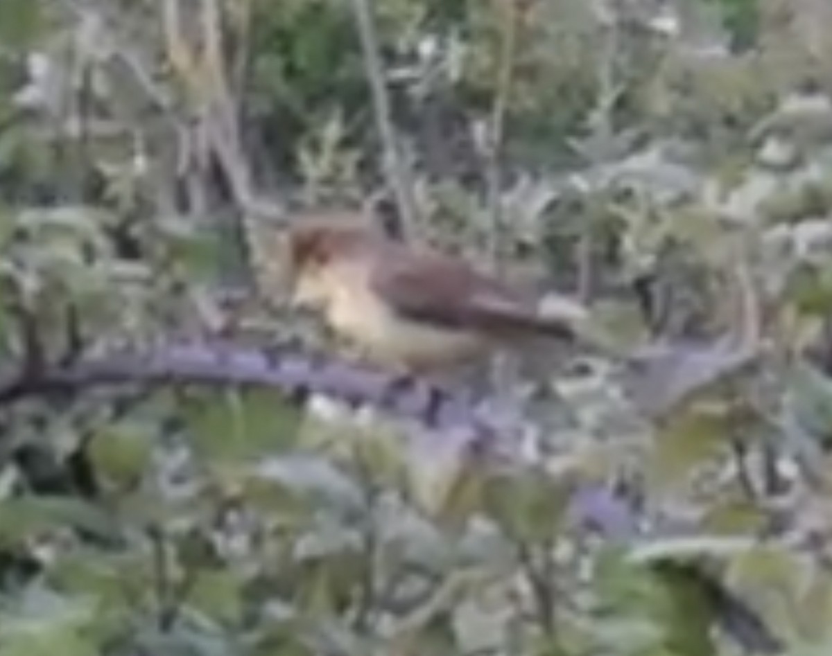 Melodious Warbler - ML618073954