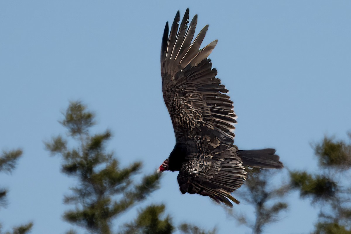 Turkey Vulture - Richard Stern