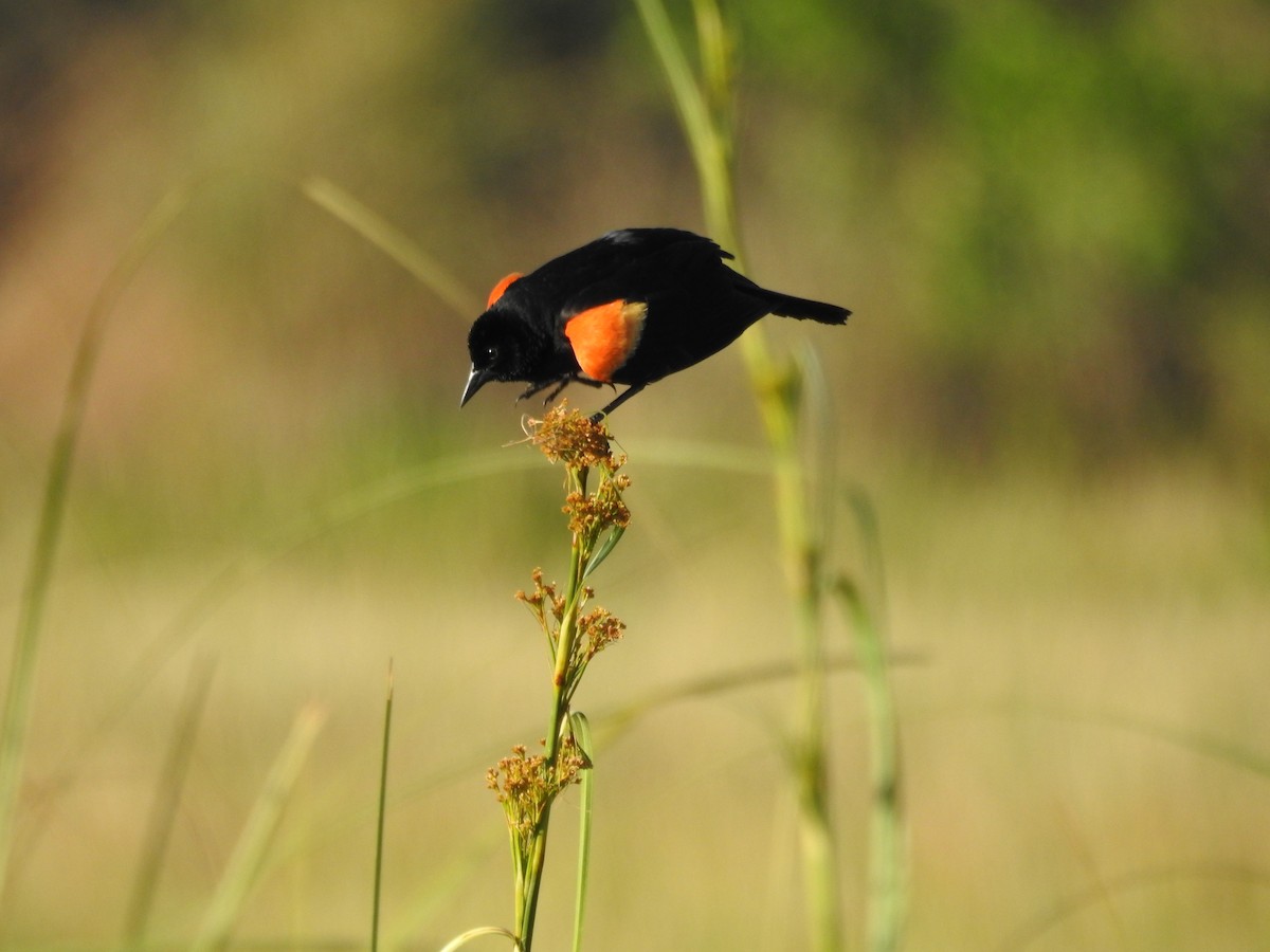 Red-winged Blackbird - Michael Weisensee