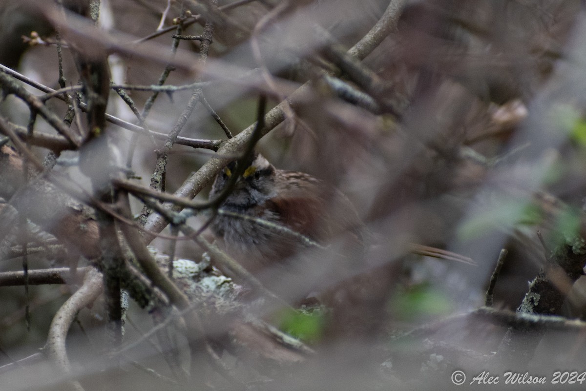 White-throated Sparrow - ML618073999