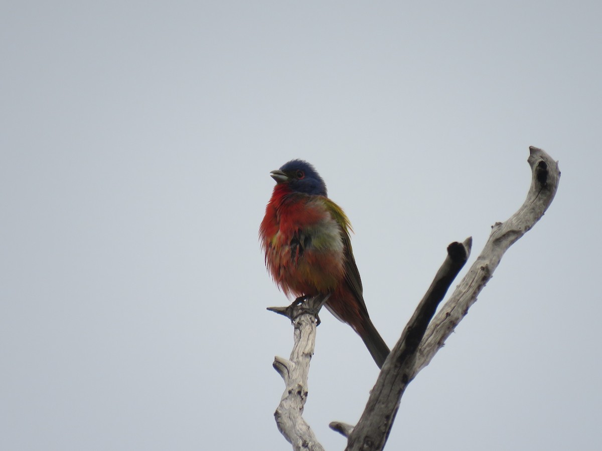 Painted Bunting - ML618074019