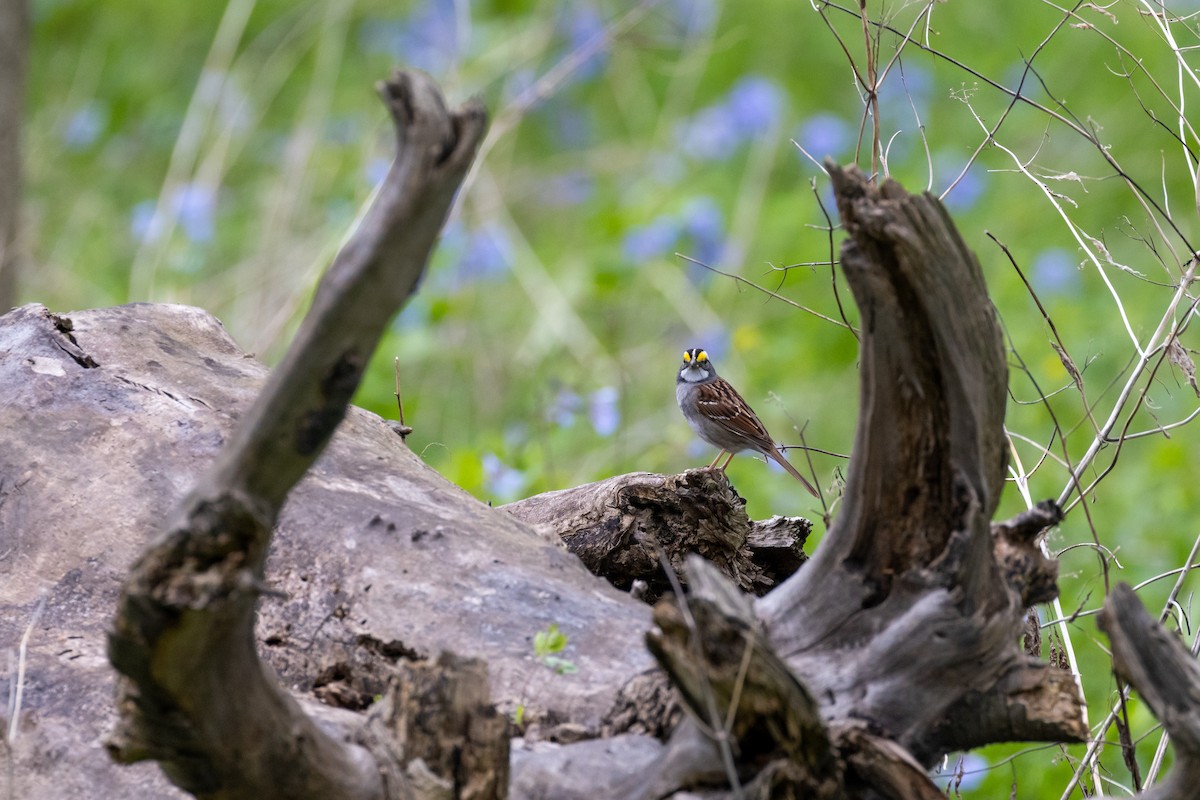 White-throated Sparrow - Matt Newman