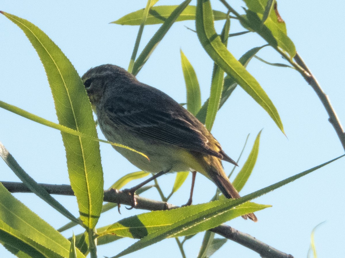 Swamp Sparrow - ML618074028