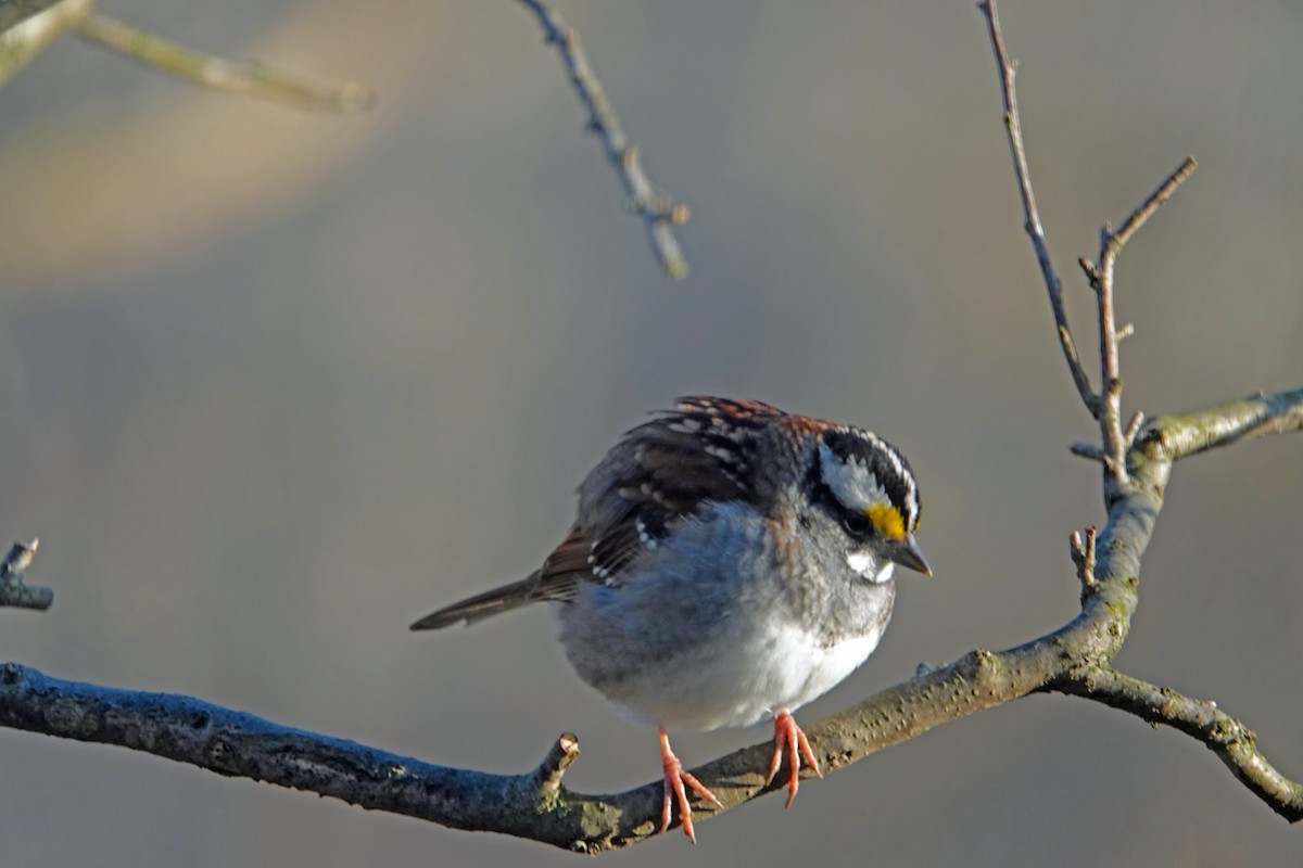 White-throated Sparrow - Jenn Megyesi