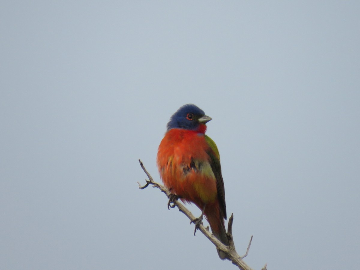 Painted Bunting - ML618074048