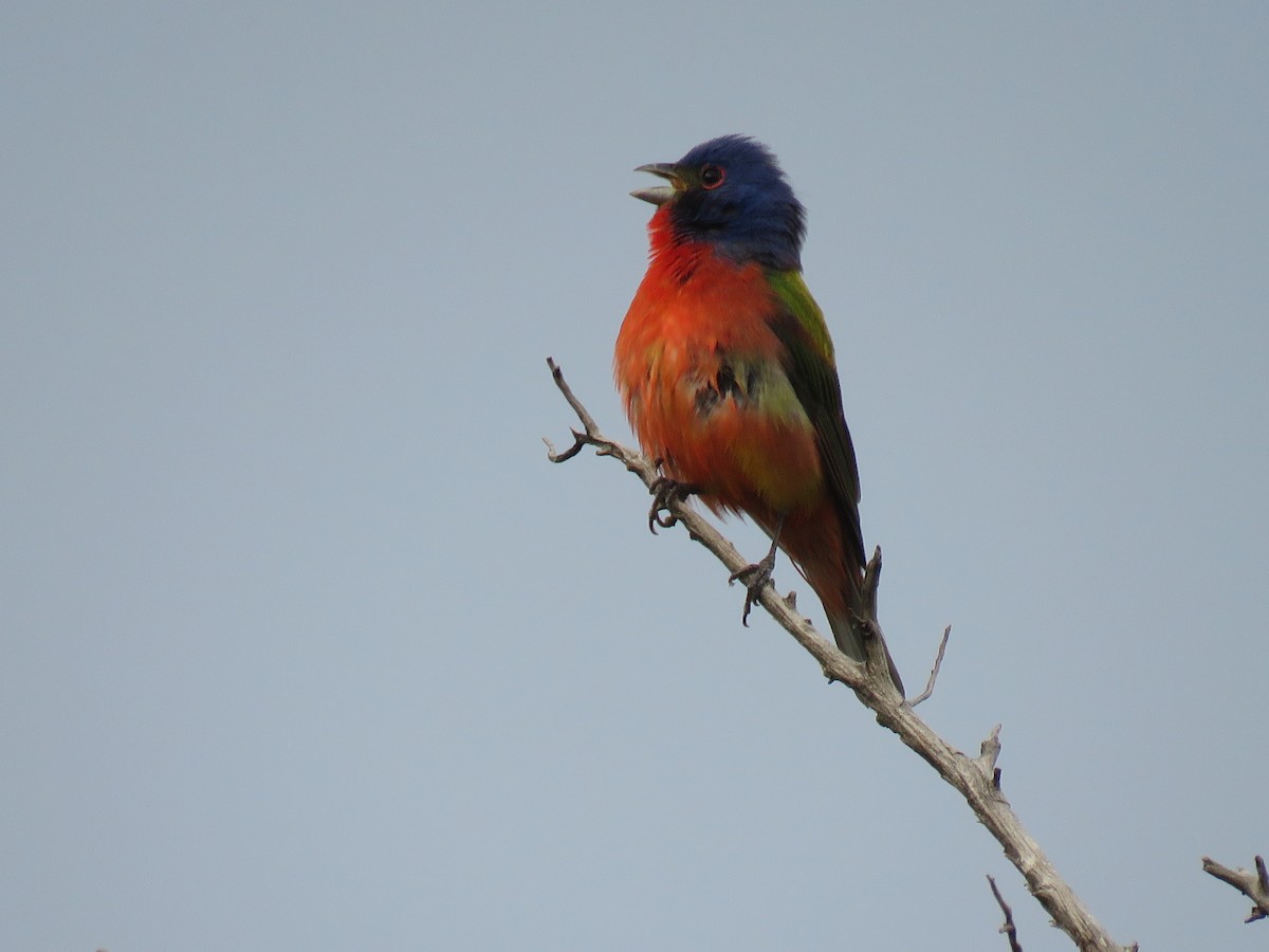 Painted Bunting - ML618074049