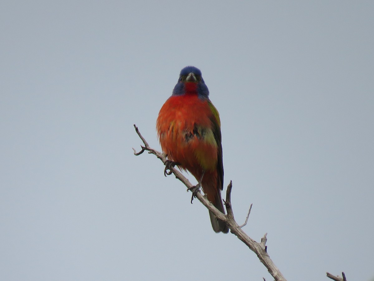 Painted Bunting - ML618074050