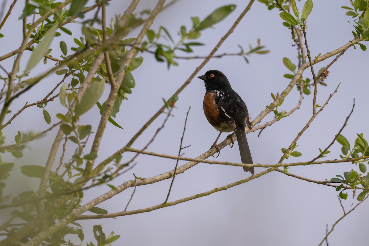Spotted Towhee - ML618074054