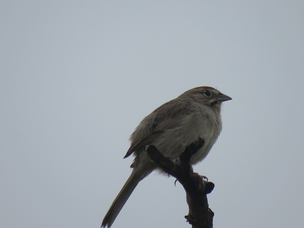 Rufous-crowned Sparrow - Gregg Friesen