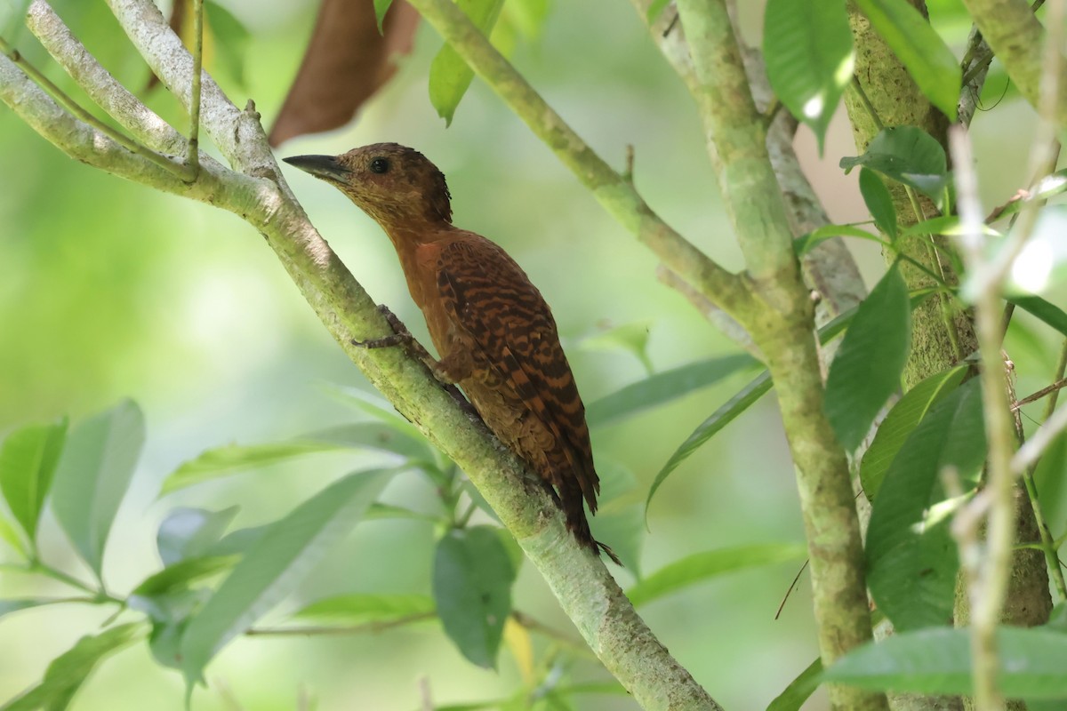 Rufous Woodpecker - Peter Christiaen