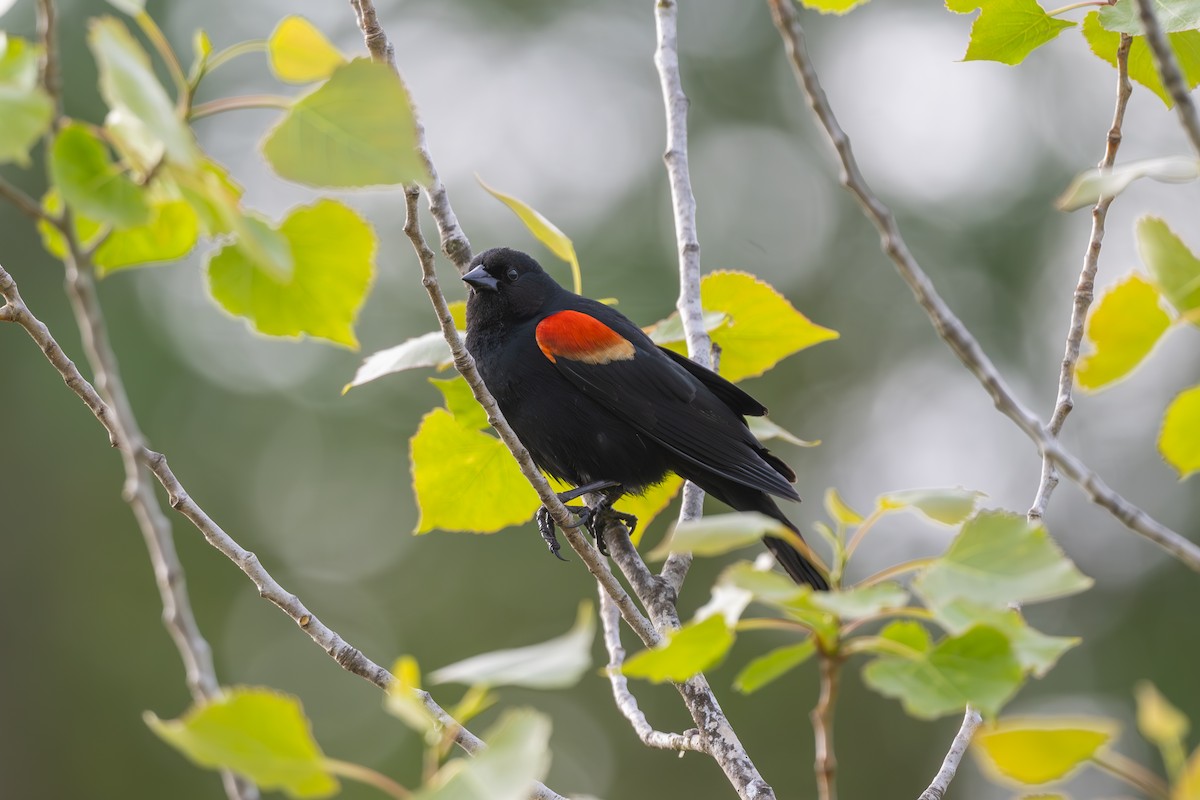Red-winged Blackbird - ML618074073