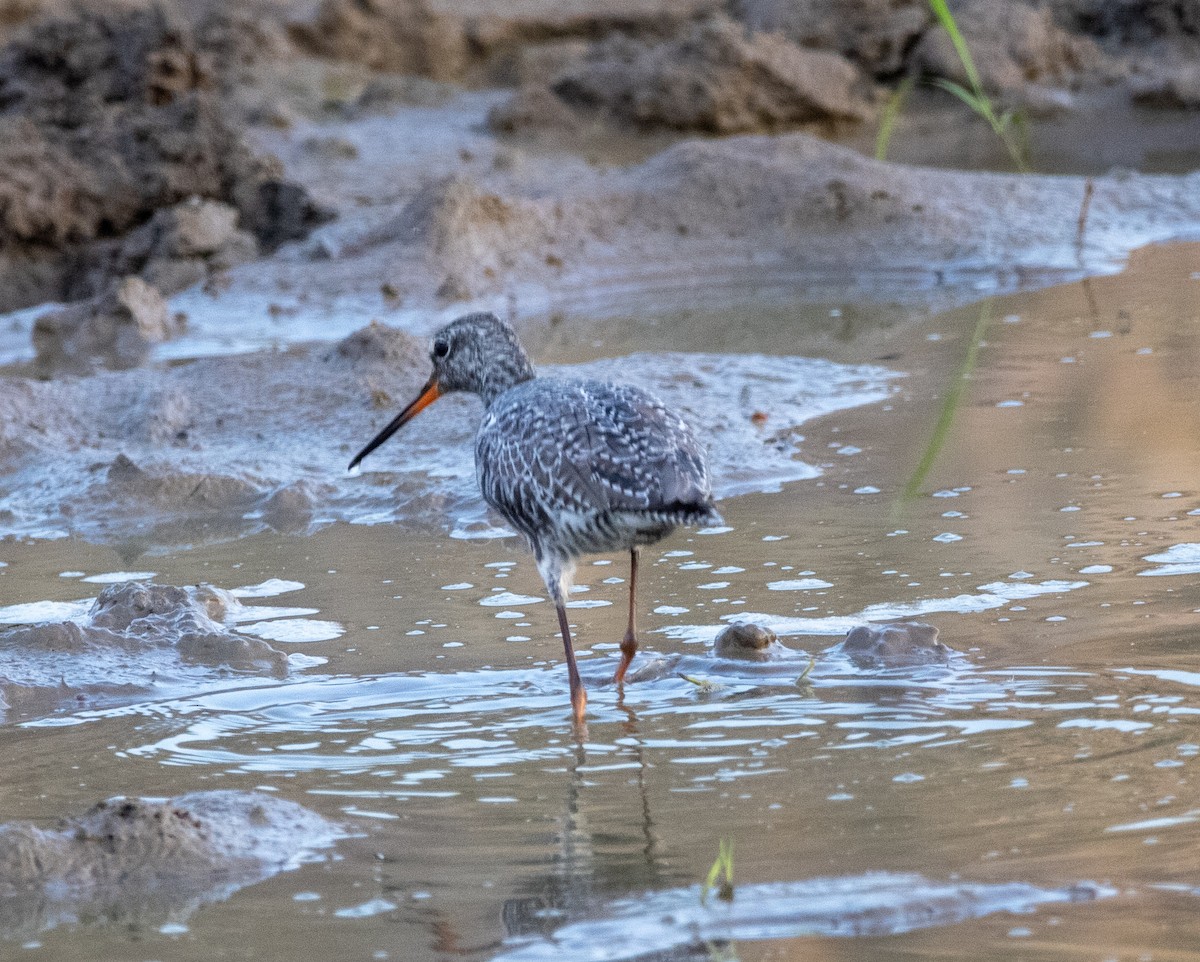 Spotted Redshank - ML618074153