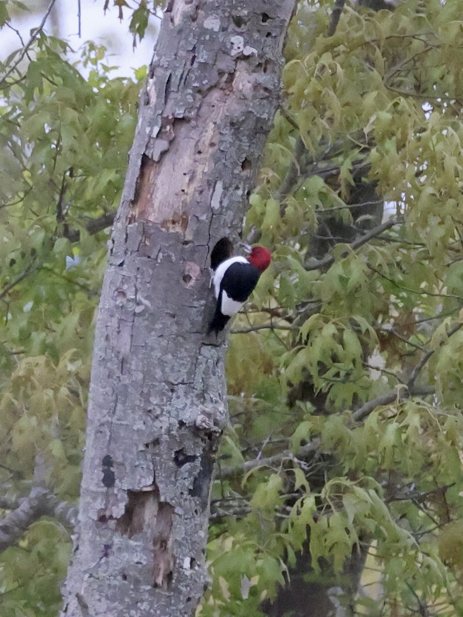 Red-headed Woodpecker - ML618074160