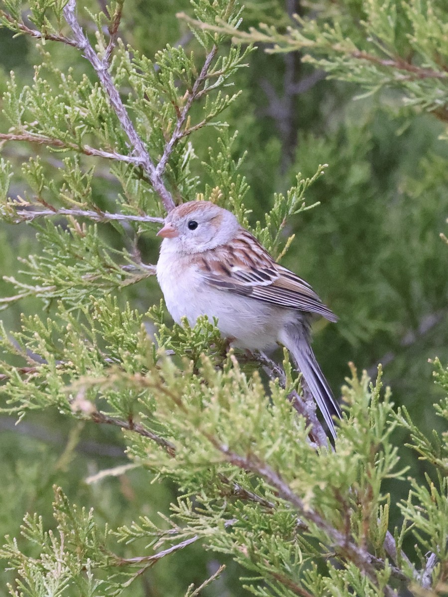 Field Sparrow - Anonymous