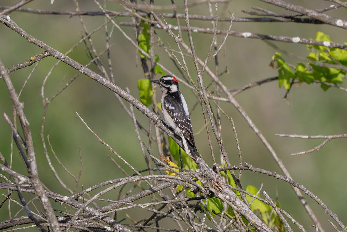 Downy Woodpecker - ML618074189