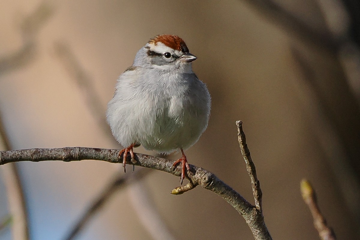 Chipping Sparrow - Richard Stern