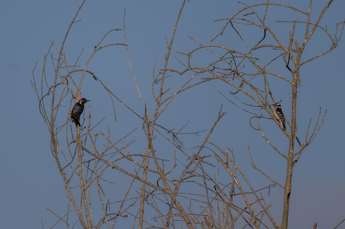 Nuttall's Woodpecker - Aditya Rao