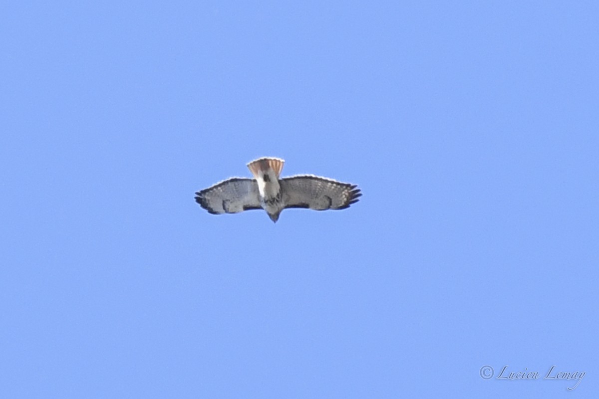 Red-tailed Hawk - ML618074221