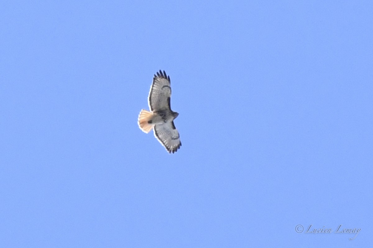 Red-tailed Hawk - ML618074226