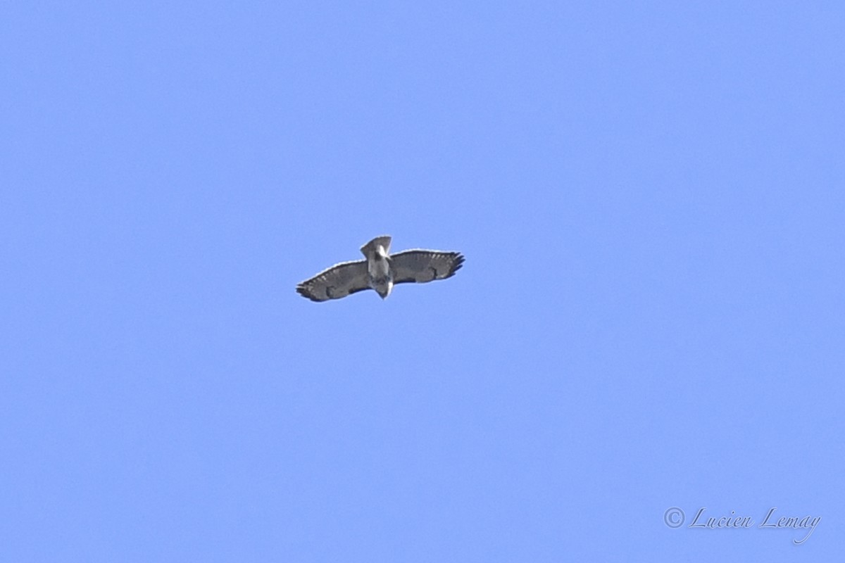 Red-tailed Hawk - ML618074235