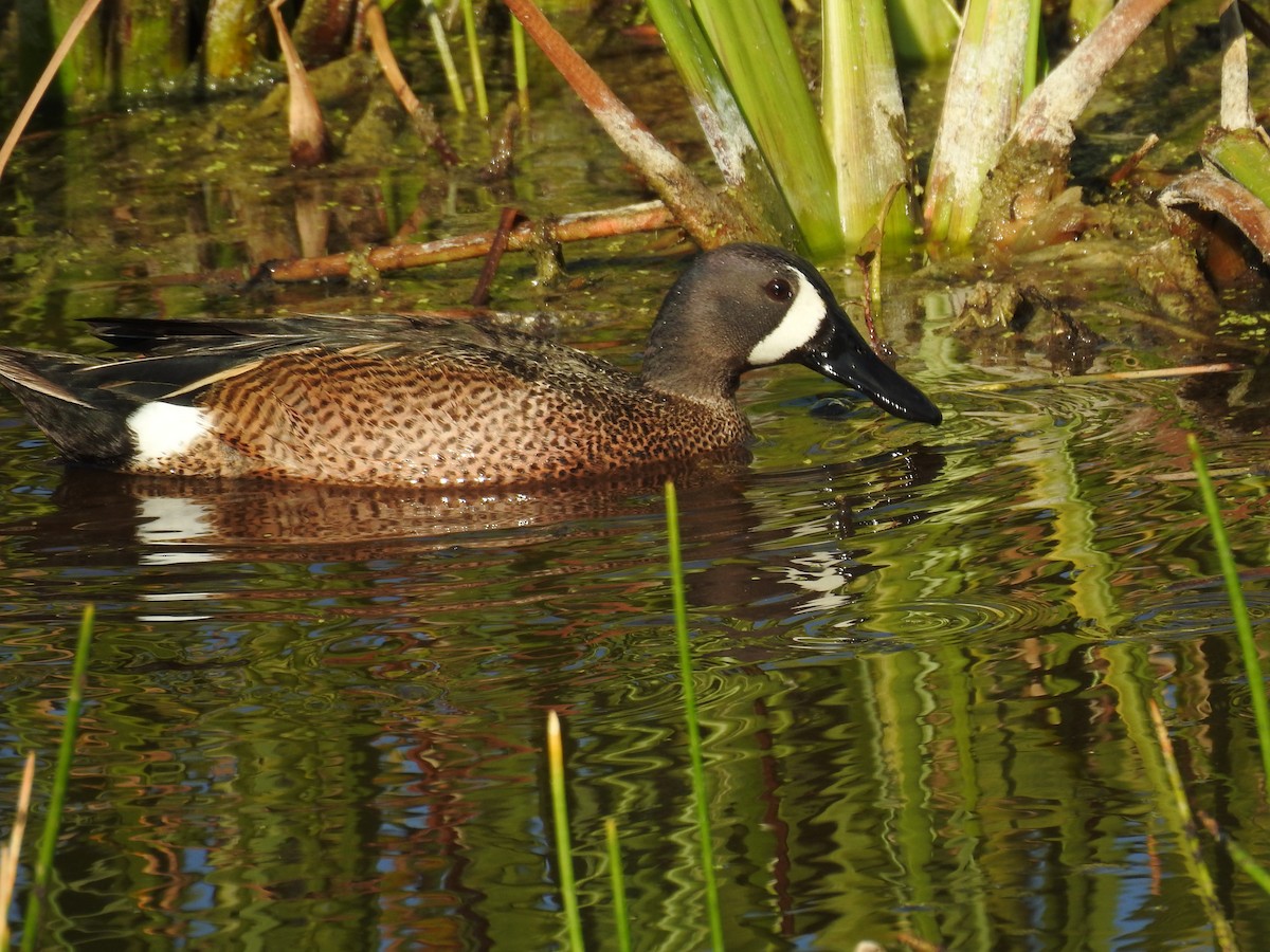 Blue-winged Teal - ML618074239