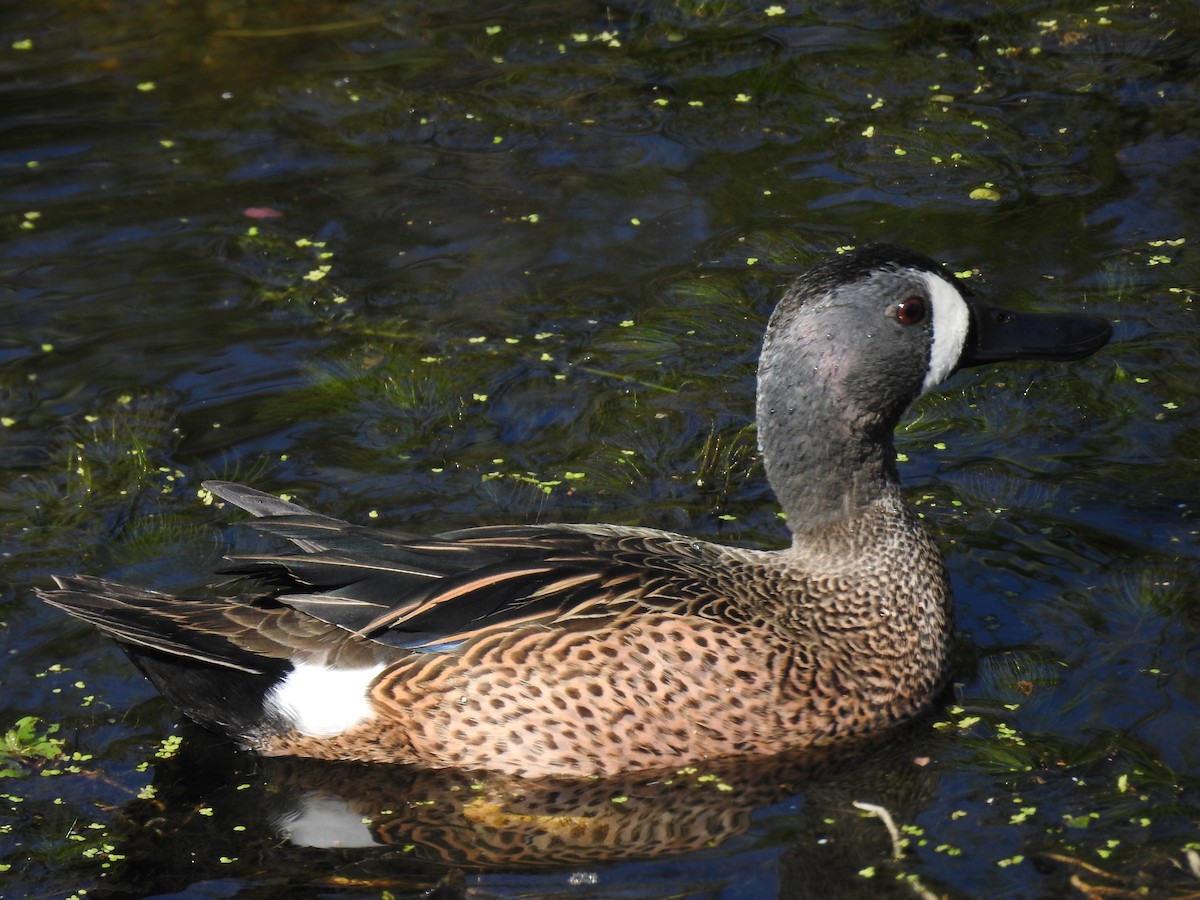 Blue-winged Teal - ML618074240