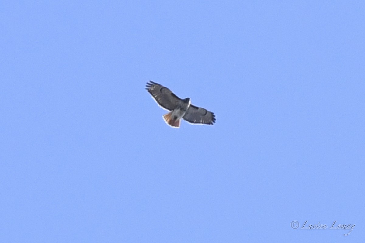 Red-tailed Hawk - ML618074244