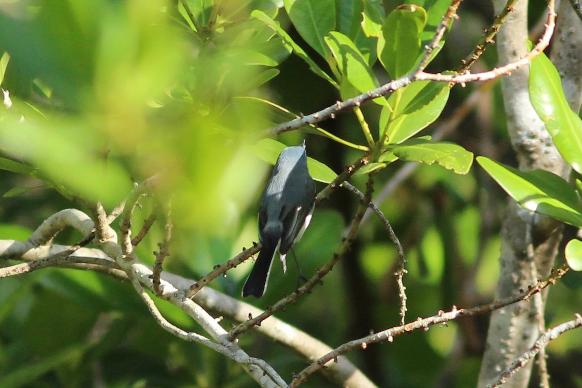 Blue-gray Gnatcatcher (caerulea) - Oscar Johnson