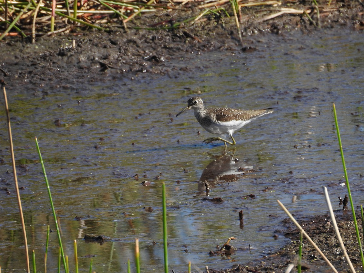 Solitary Sandpiper - Michael Weisensee