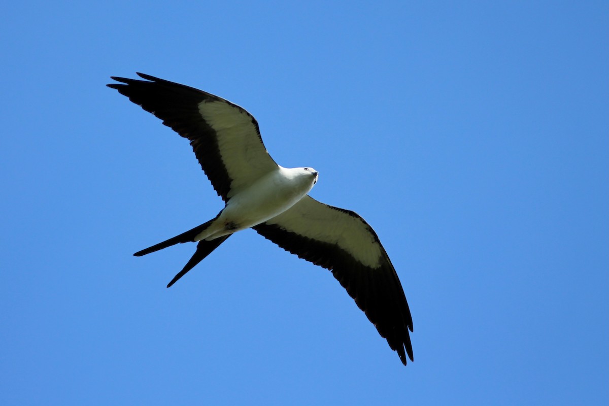 Swallow-tailed Kite - Oscar Johnson