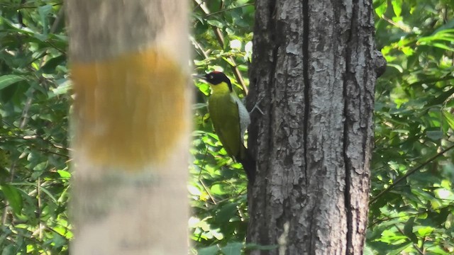 Black-headed Woodpecker - ML618074329