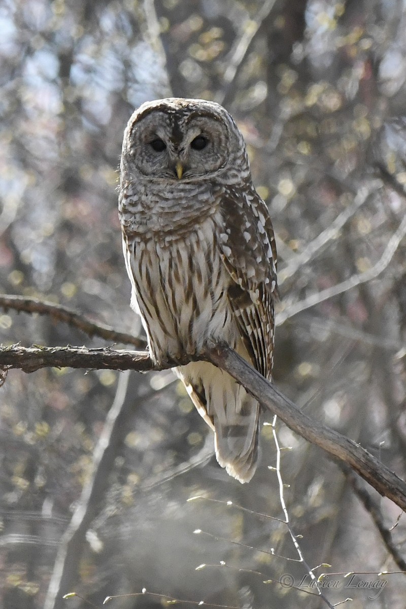 Barred Owl - Lucien Lemay