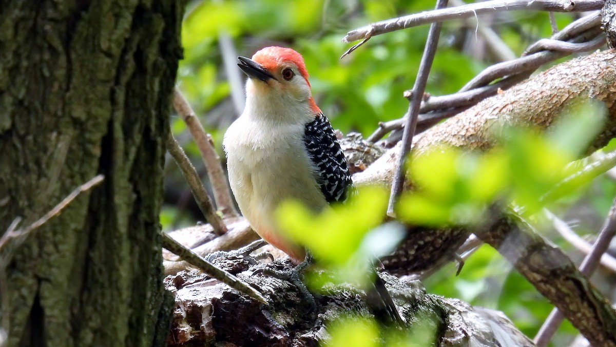 Red-bellied Woodpecker - Douglas Cioffi