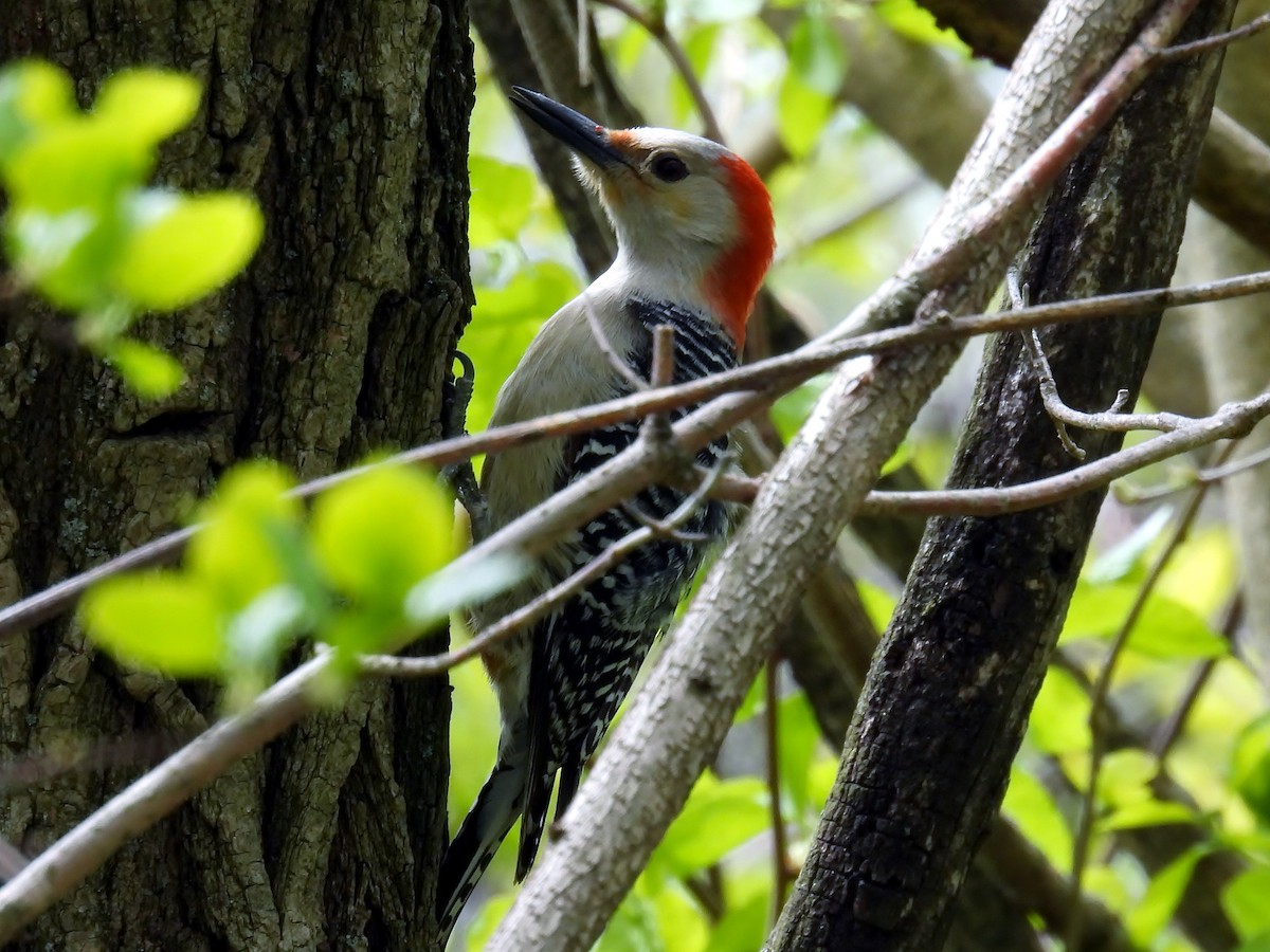 Red-bellied Woodpecker - Douglas Cioffi