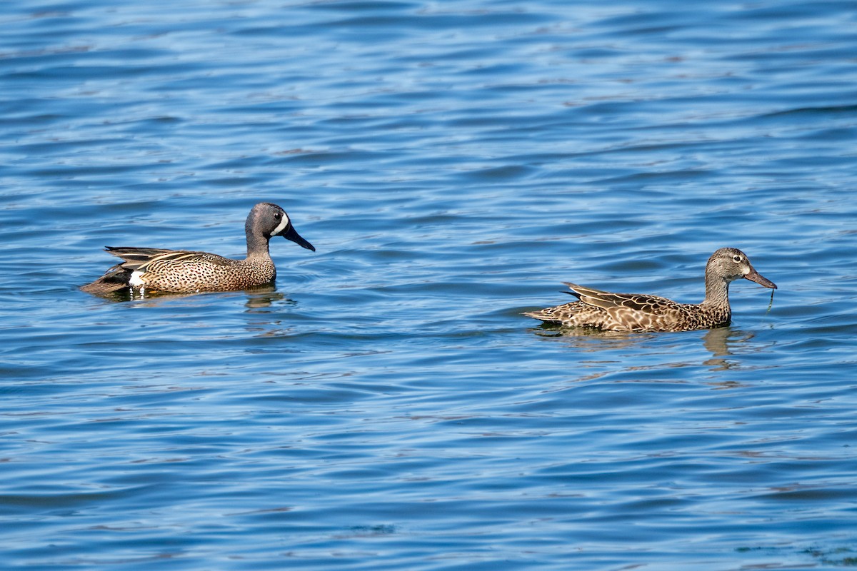 Blue-winged Teal - ML618074372