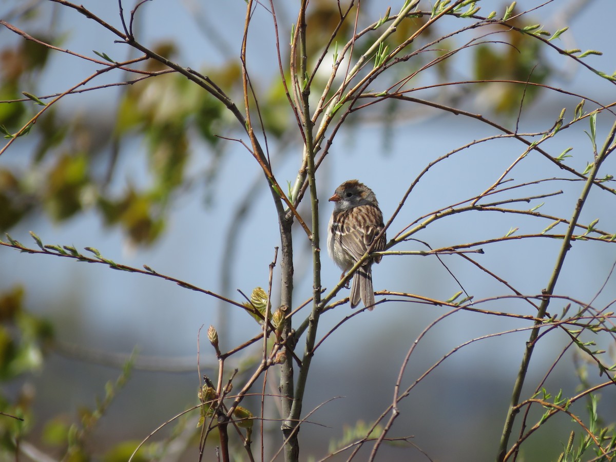Field Sparrow - Curtis Mahon