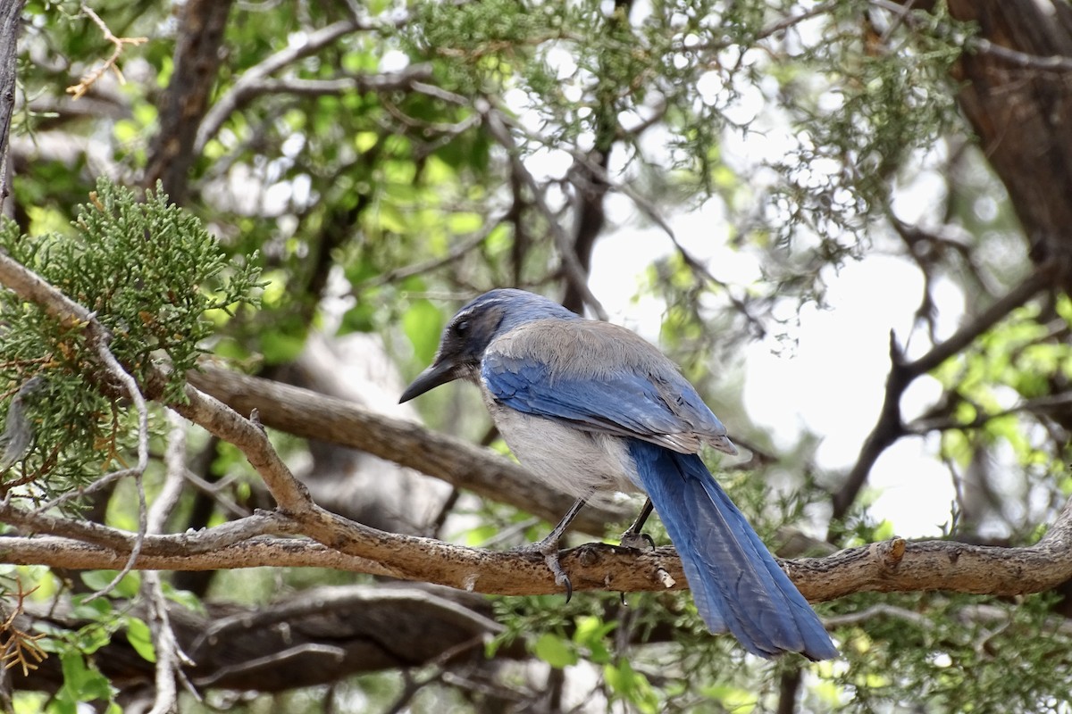 Woodhouse's Scrub-Jay - Nathan Miller