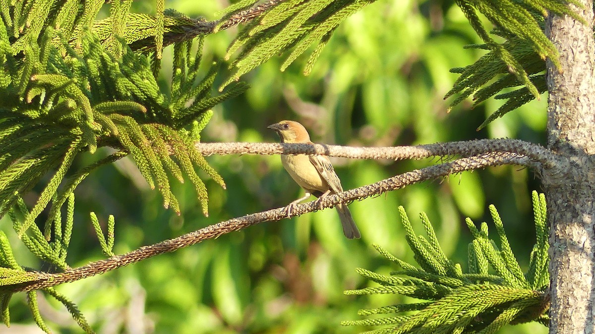 Plain-backed Sparrow - Thanakrit Wongsatit