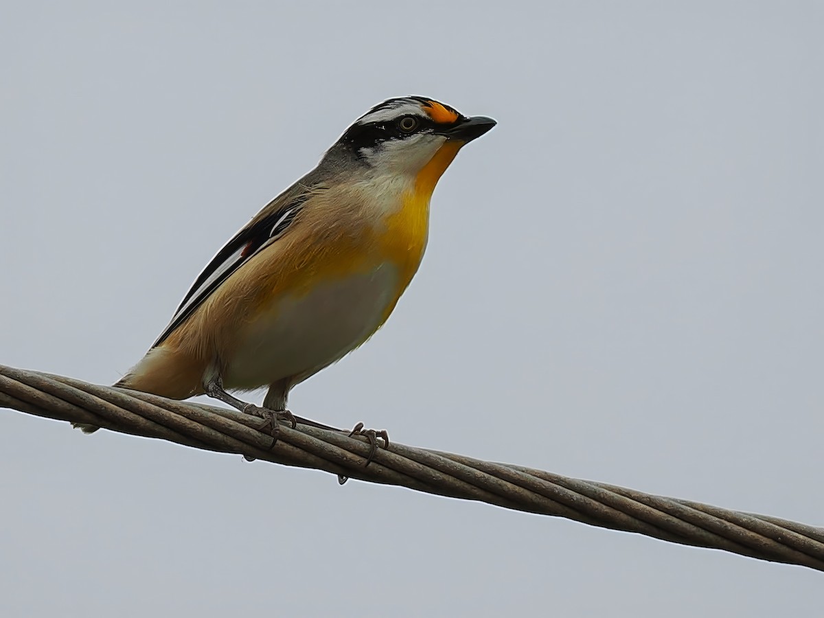 Striated Pardalote - Len and Chris Ezzy