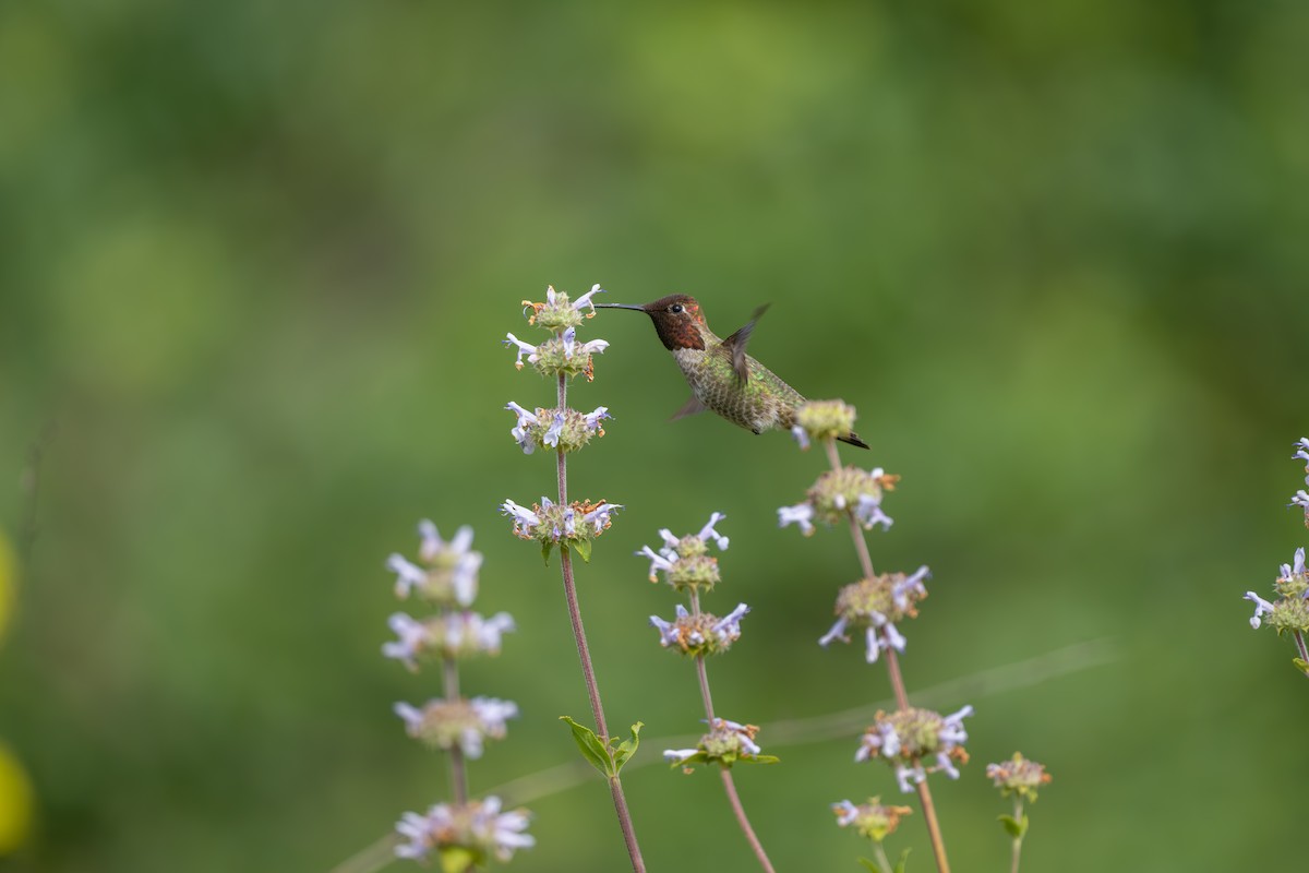 Anna's Hummingbird - Aditya Rao