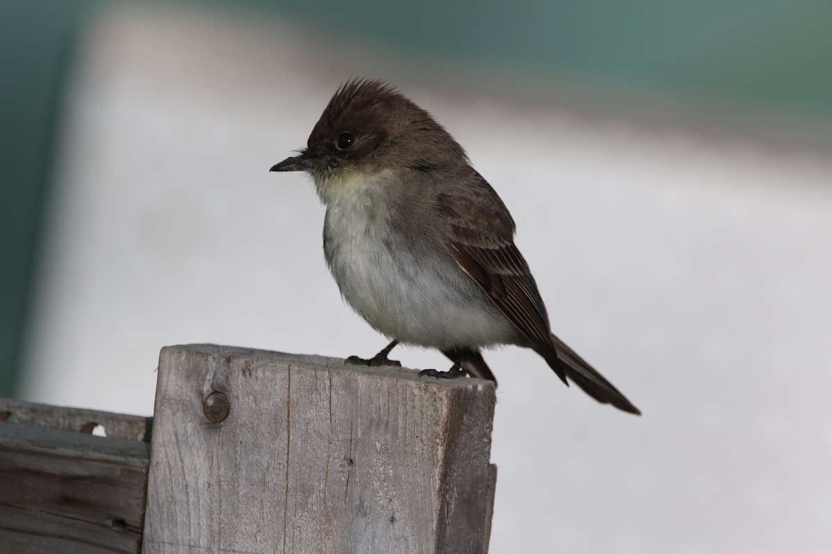 Eastern Phoebe - Don Weidl