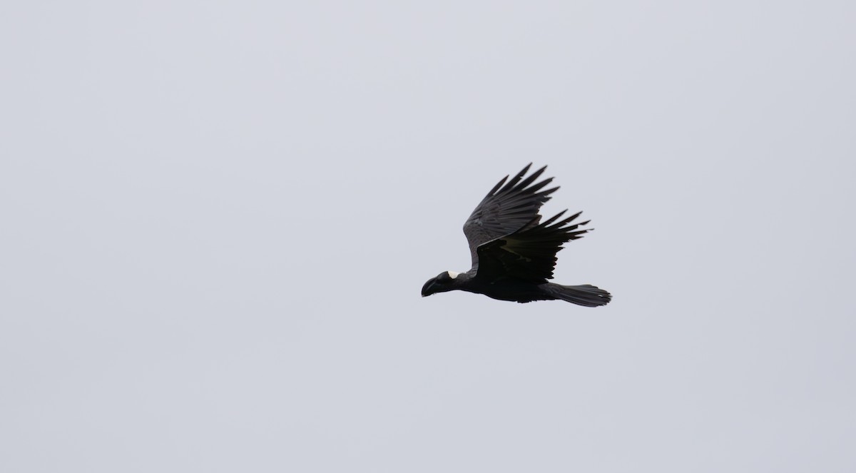 Thick-billed Raven - ML618074532