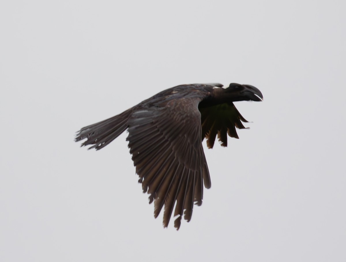 Thick-billed Raven - ML618074534